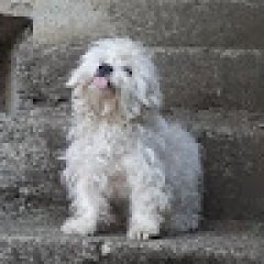 kodab profil fotoğrafı