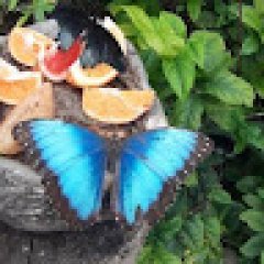 Ləman Zəfər profil fotoğrafı