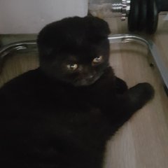 Premium key profil fotoğrafı