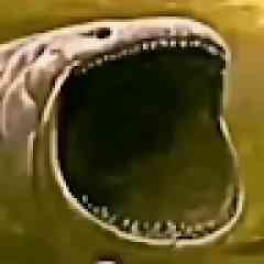 Qhinouketh profil fotoğrafı