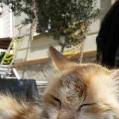 Hypixel skyblock Coin Satış profil fotoğrafı