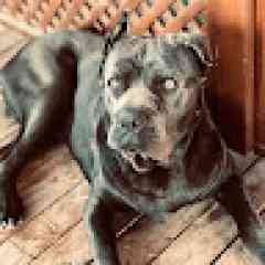 shadow sedo