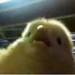 omarloth profil fotoğrafı