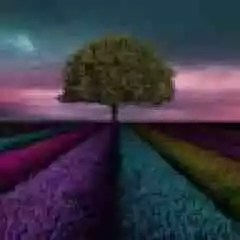 RİSE OF KİNGDOM profil fotoğrafı