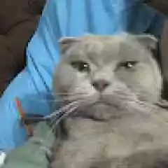 Rashy Shopping profil fotoğrafı