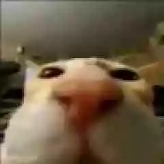 TornMarket profil fotoğrafı