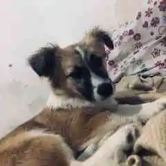 Diwishop profil fotoğrafı