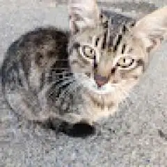 sooayouk profil fotoğrafı