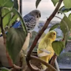Denden profil fotoğrafı