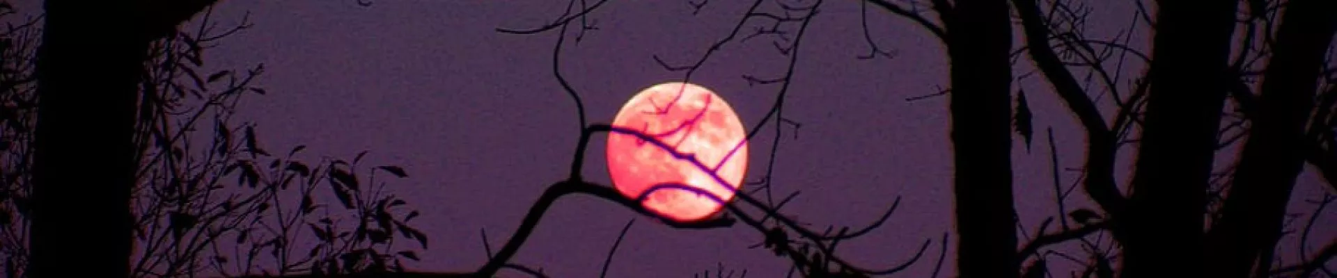 RedoShop kapak fotoğrafı