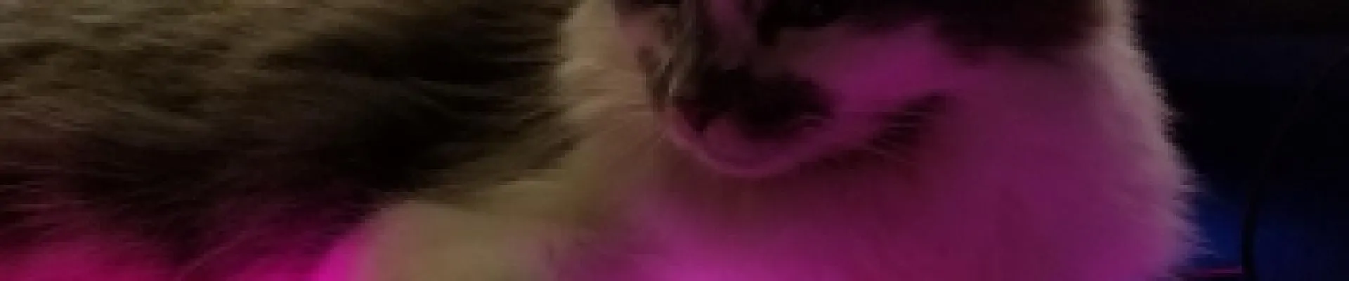 RedViper kapak fotoğrafı